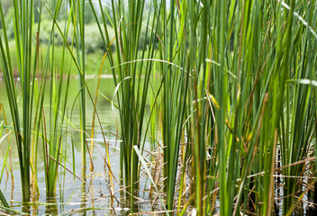 Obraz premium Reed in water, texture of green plants, concept of ecology