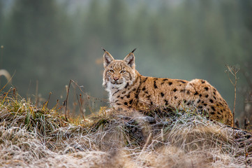 Eurasian lynx, winter, snow © Tomas Hulik