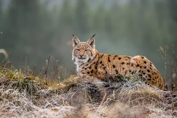 Foto op Canvas Euraziatische lynx, winter, sneeuw © Tomas Hulik