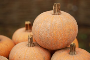 Big orange pumpkins on the top of each other