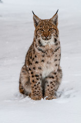 Eurasian lynx, snow, winter