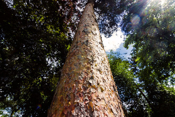 Fototapeta premium Tall straight tree trunk looking up