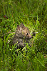 Naklejka na ściany i meble Red Fox (Vulpes vulpes) Kit Turned Right in the Grass