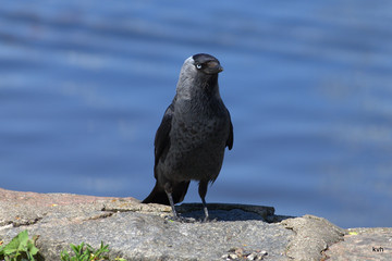Allike by the fjord
