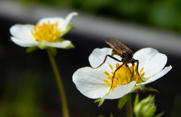 Fly on strawberry flower close-up, in the background of the second flower.