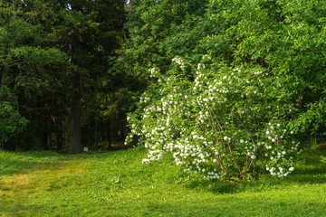 Fototapeta na wymiar Large shrub with white flower buds.