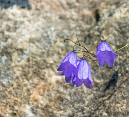 Purple bells on blurred grey background.