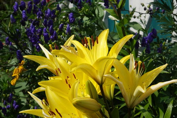 Obraz premium A beautiful bouquet of garden festive flowers.