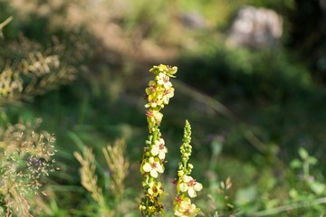 Yellow flower in nature. Slovakia