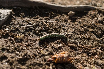 caterpillar
