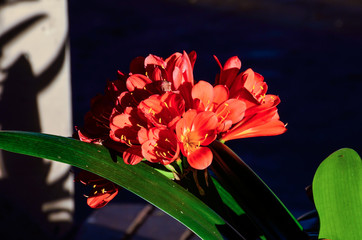 Macro closeup of red orange clivia flowers