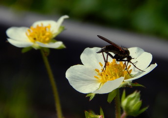 Flower strawberry closeup. The fly on the flower of strawberry.