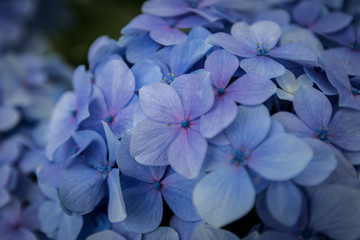 lilac plant