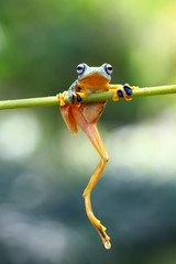 Fototapeta premium Tree frog, frogs, tree frog on branch