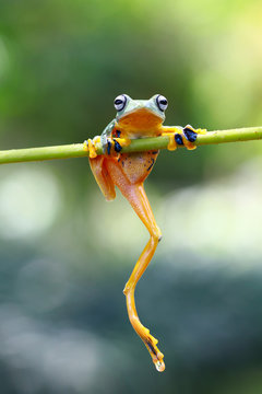 Tree frog, frogs, tree frog on branch
