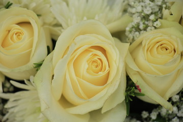 white wedding roses
