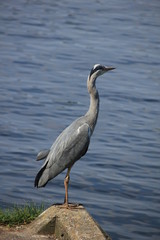 A big grey heron