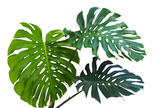 Fototapeta Large green leaves of monstera or split-leaf philodendron (Monstera deliciosa) the tropical foliage plant growing in wild isolated on white background, clipping path included.