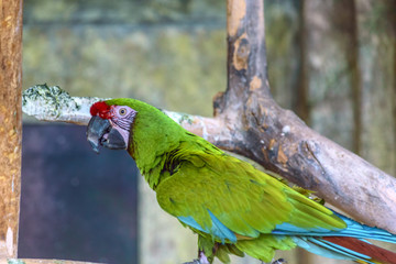 beautiful parrot in zoo