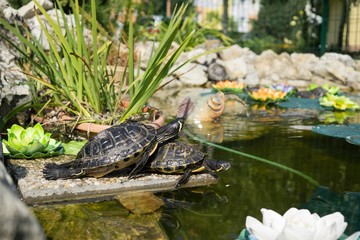 Turtle in the lake. Slovakia