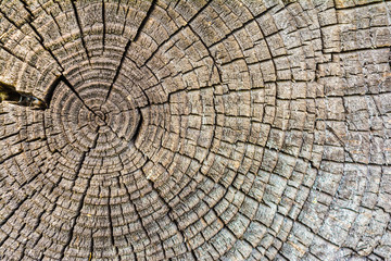Fototapeta premium Rough wood textured wood rings. Gray cut slice of a tree, showing age and years.