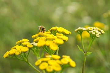 Honey bee on flower. Slovakia