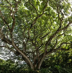 Huge Tree on O'ahu, Hawaii - obrazy, fototapety, plakaty