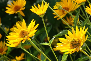 A beautiful bouquet of garden festive flowers.