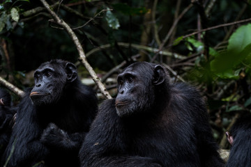 Schimpansen im Regenwald