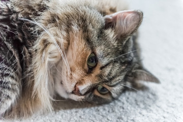 Portrait closeup of calico tabby maine coon cat lying down