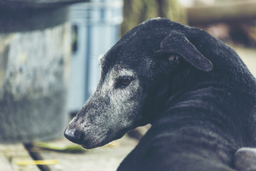 Fototapeta premium Sleeping dog in the green atmosphere of nature