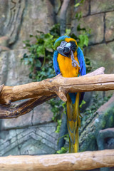 beautiful parrot in zoo