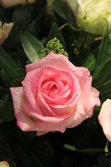 Big pink rose