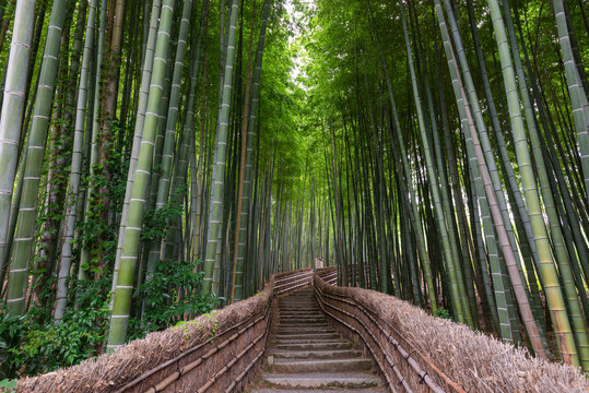 Path Through A Bamboo Grove