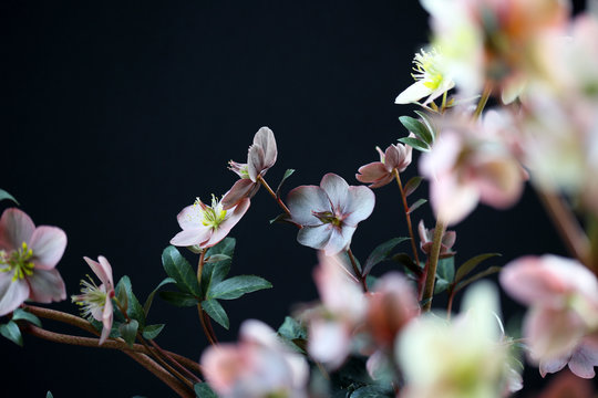 Spring Blooming Hellebore Flowers