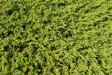 Background: green carpet of living juniper branches