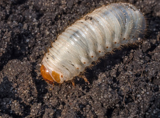 White chafer grub against the background of the soil. Larva of the May beetle. Agricultural pest.