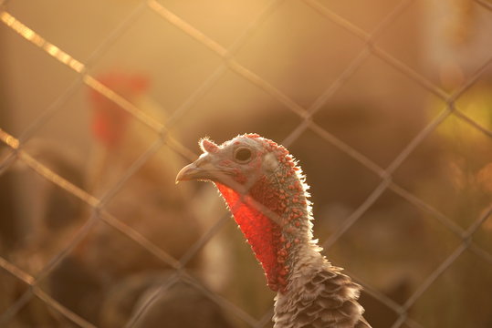 turkey in a cage on a farm