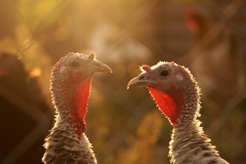 two turkeys on a farm