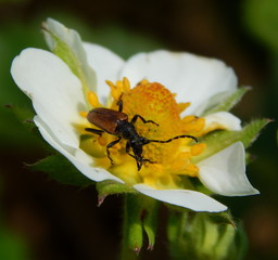 Brown beetle with long antennae closeup on white flower of the strawberry