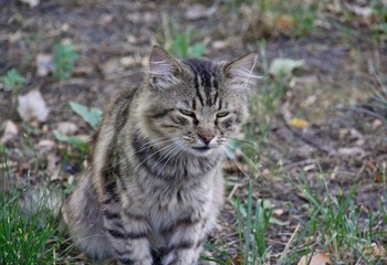 Lonely homeless cat