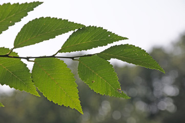 gezahnte Blätter einer Ulme