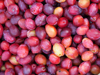 Background of ripe plums. Fresh red, yellow and violet plums