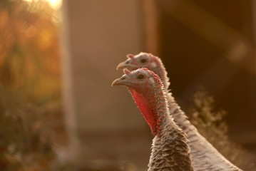 two turkeys on a farm