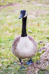 Closeup of one goose walking forward in grass eating