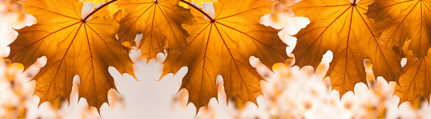 Autumn Background with red yellow Maple Leaves. Web Banner. Beautiful Nature. Outdoors. Back to school. Thanksgiving Day.
