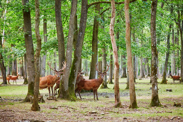 Wild deers in mixed pine and deciduous forest