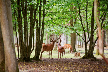 Naklejka na ściany i meble Wild deers in mixed pine and deciduous forest