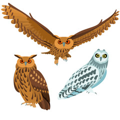 Owls on white background / Three are three poses of owls in cartoon style
