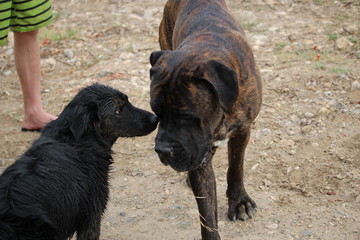 chien cane corso et labrador noir